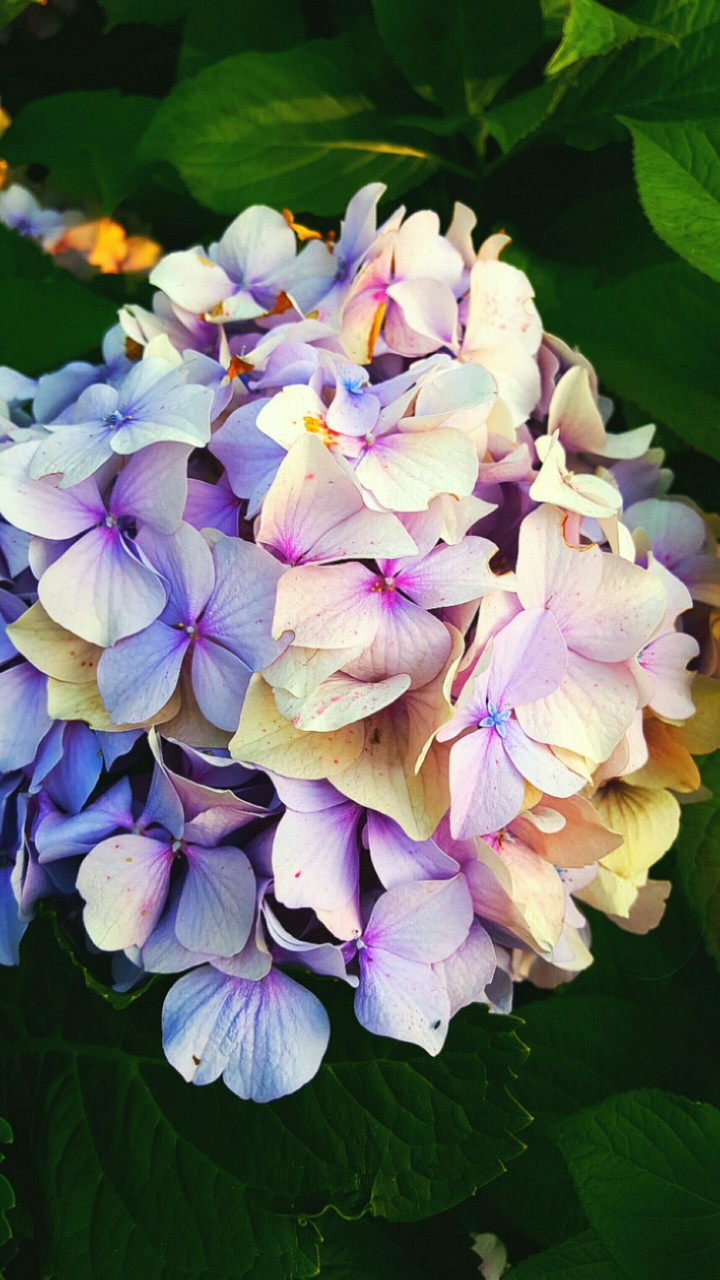 Colorful flowers