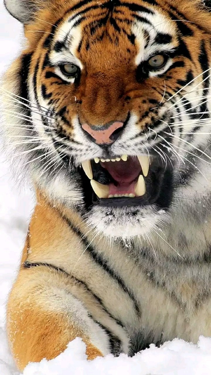 angry tiger
