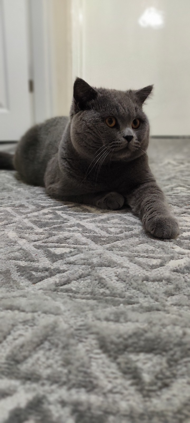 Midas