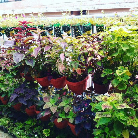 coleus collection