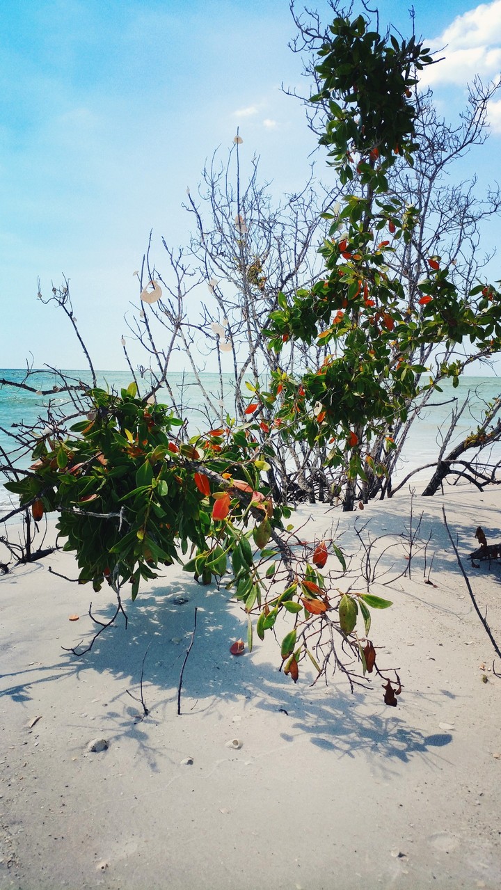 Wild Beach