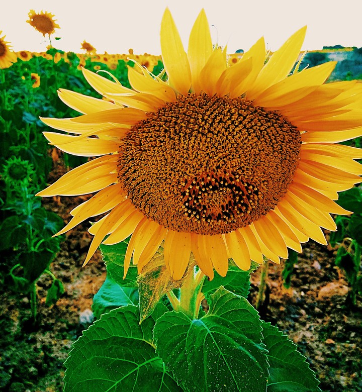 Girasol