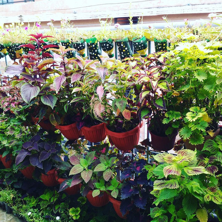 coleus collection