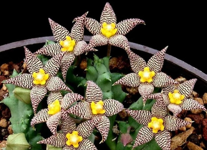 succulent