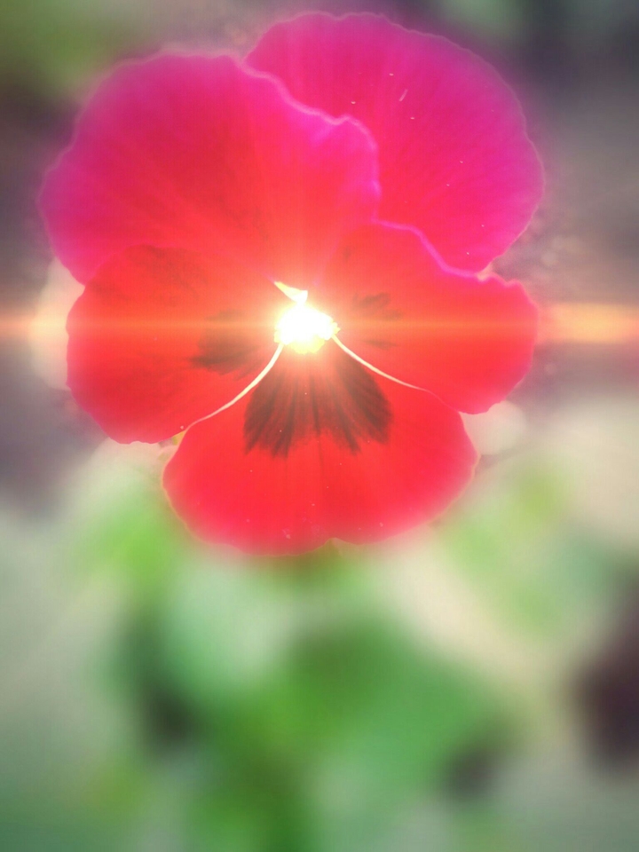 red flower