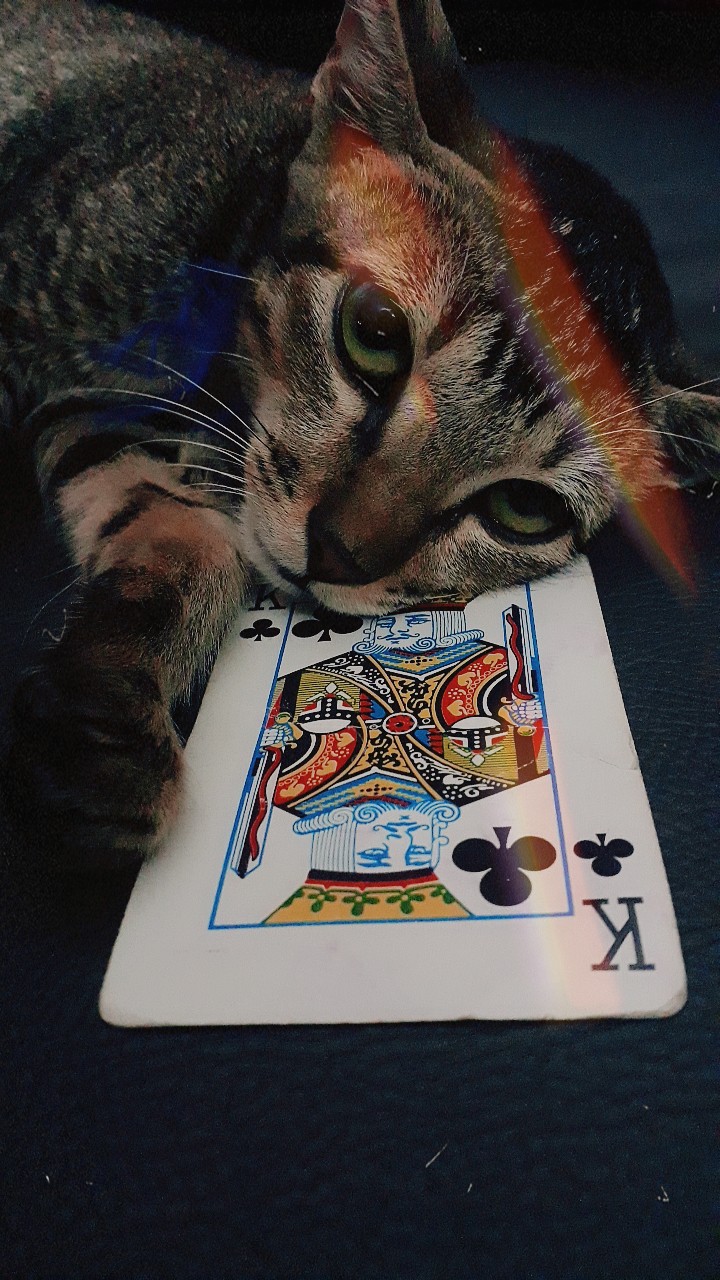 #cat