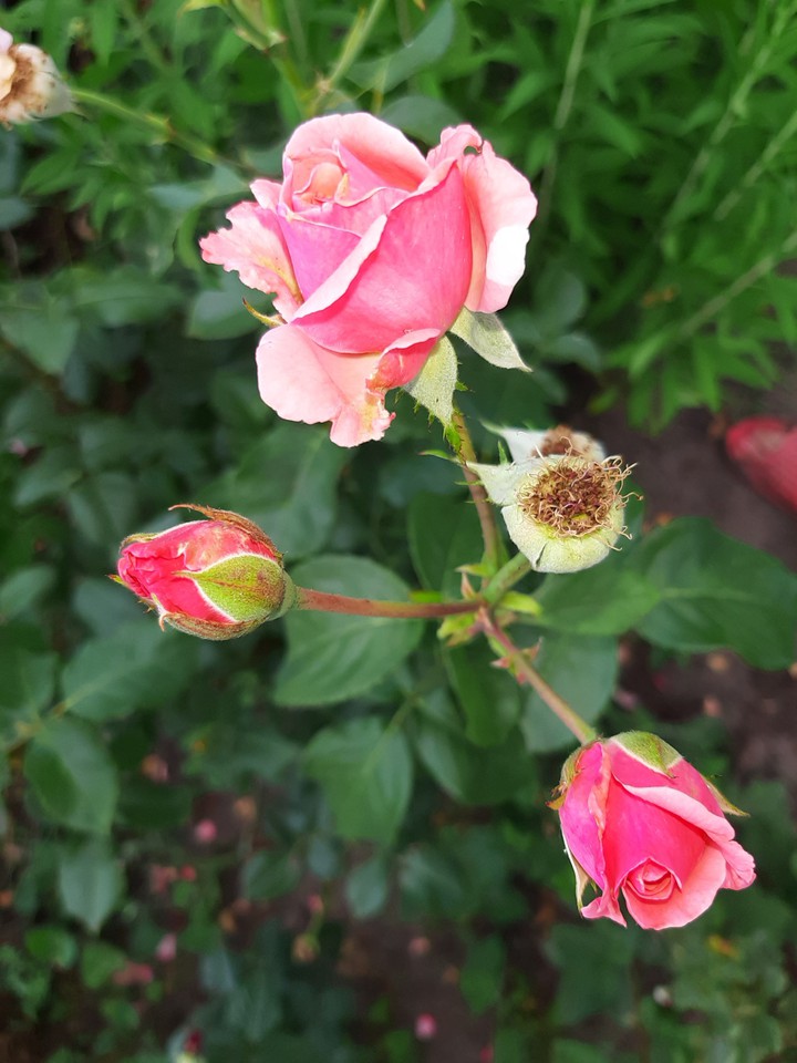 Pinky rose