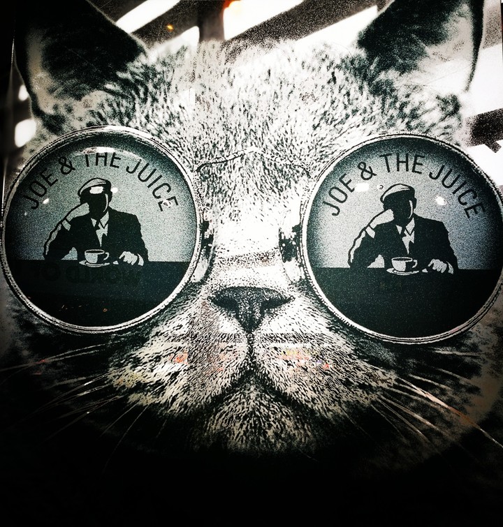 coffe cat