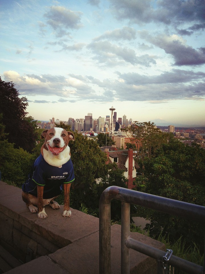 Seattle dog