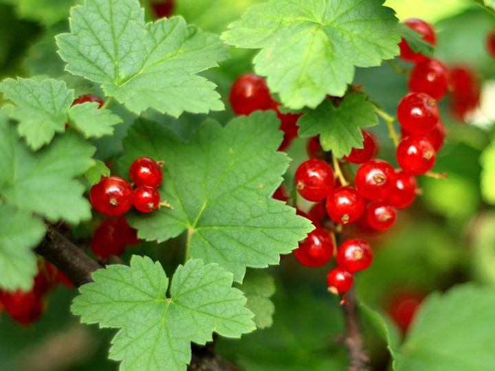 Red currant