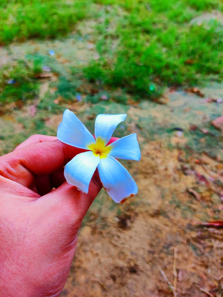 plumeria