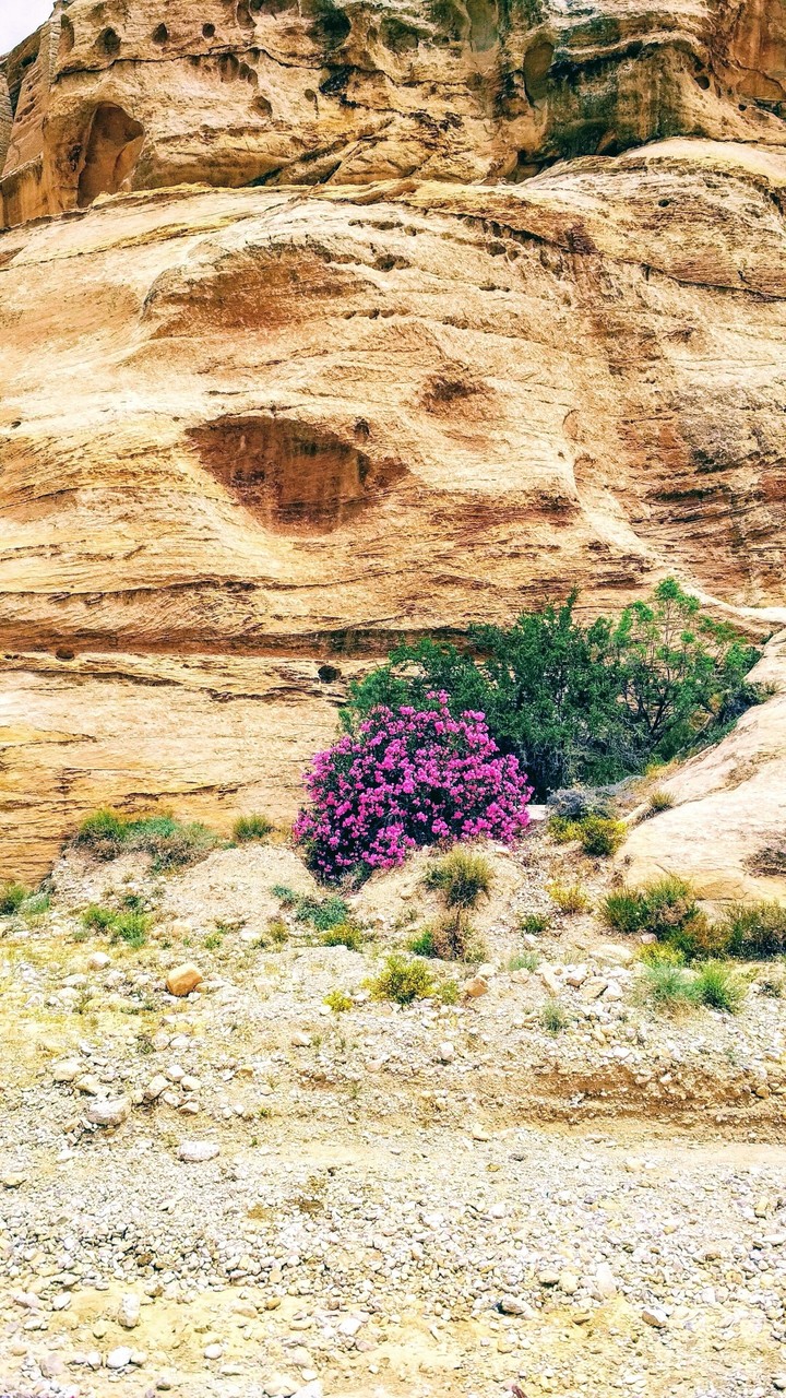 Desert