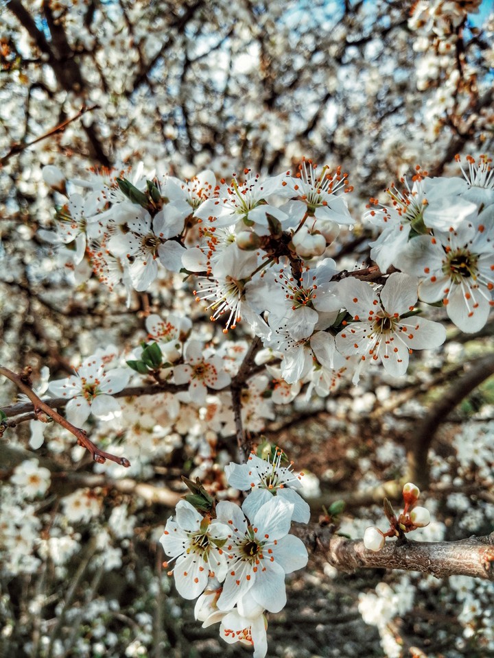 power of spring
