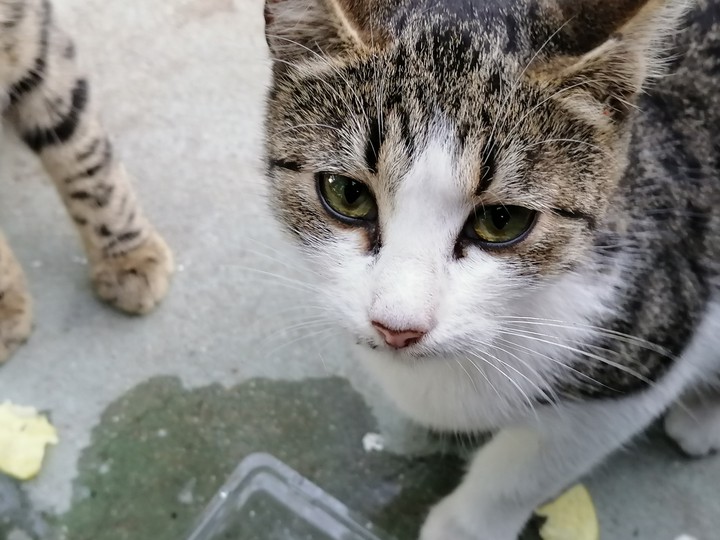 cat