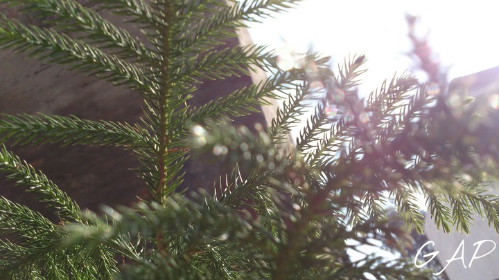 plant