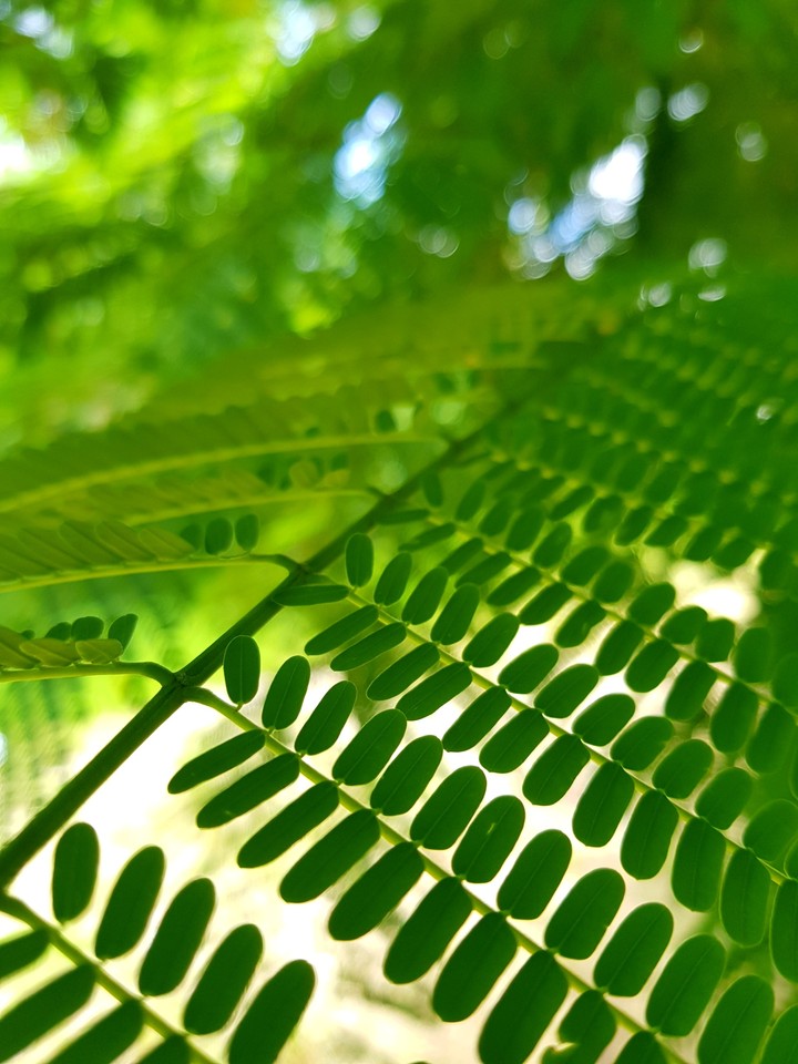 leaves