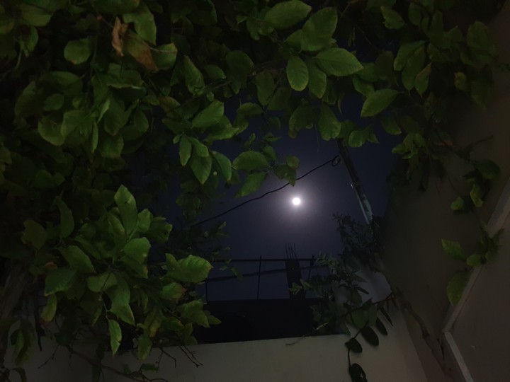moonlight