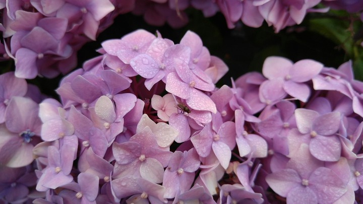 Purple flower