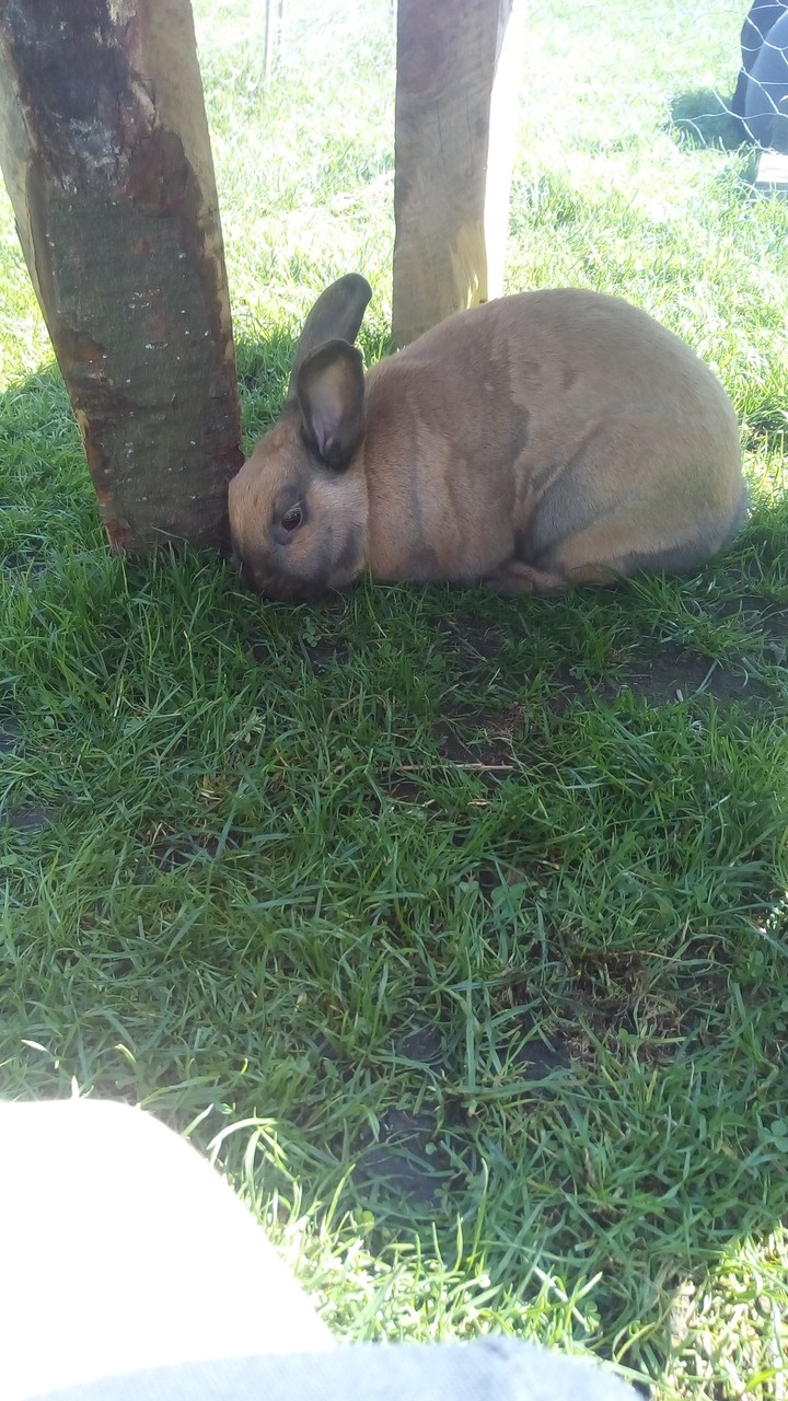 Hase