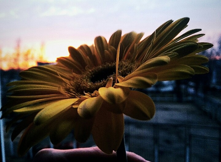 Flower
