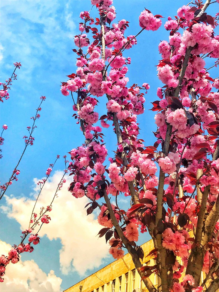 Pink love