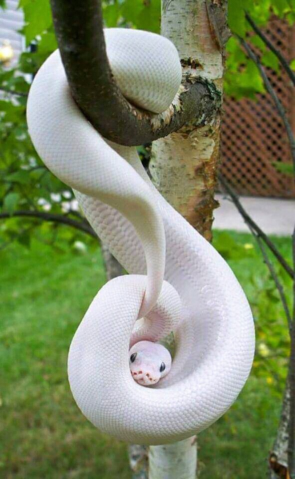 world, s rare wait snake