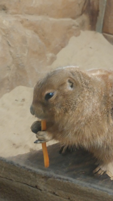 fonds d'écran capybara, gopher
