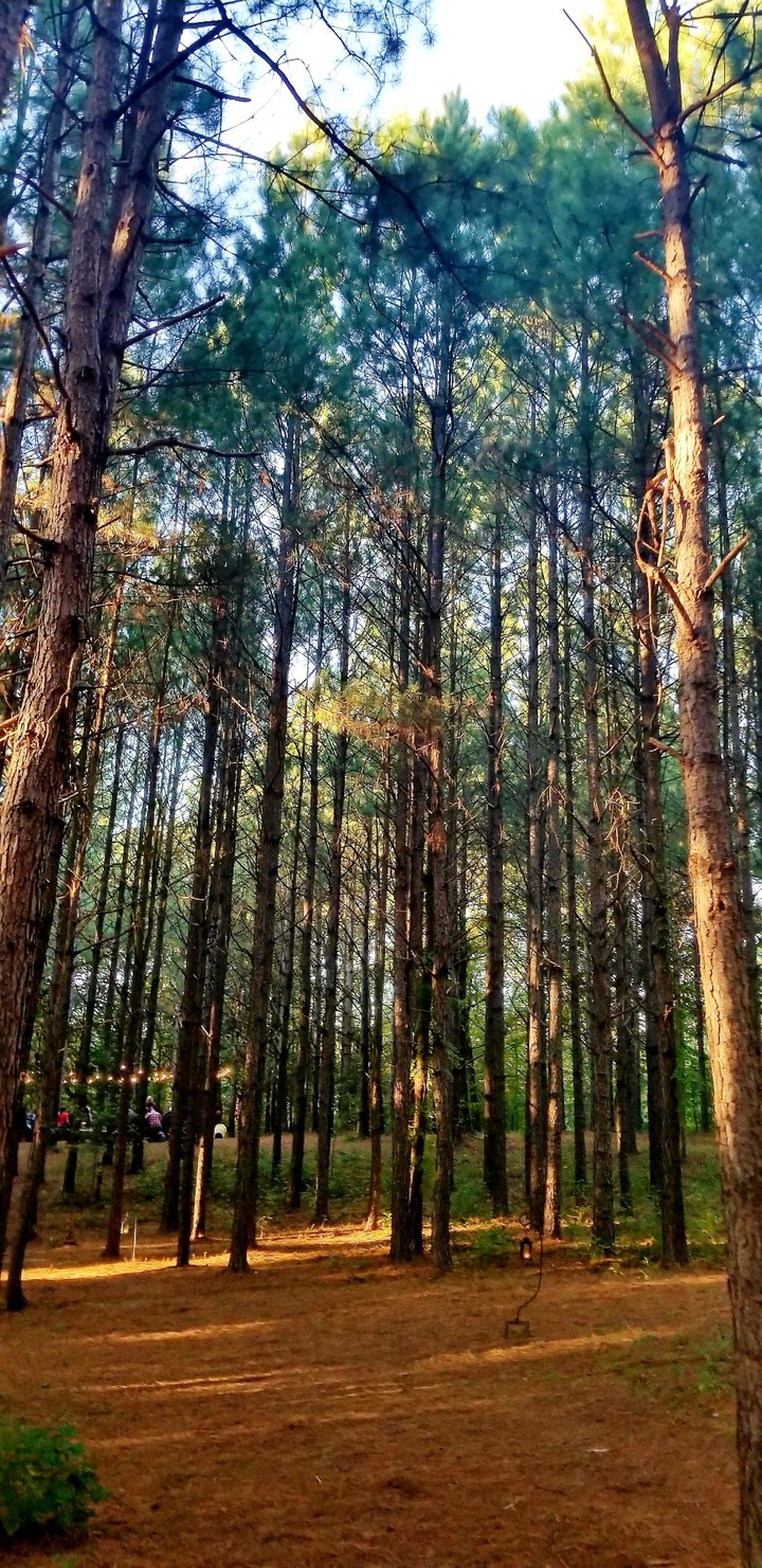South Carolina Woods