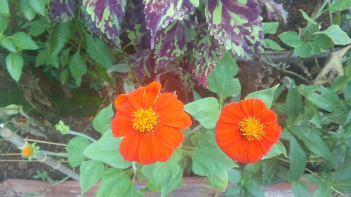 #flower#beauty