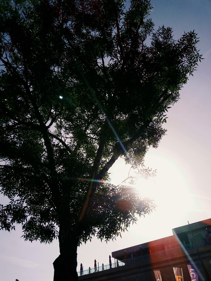tree
