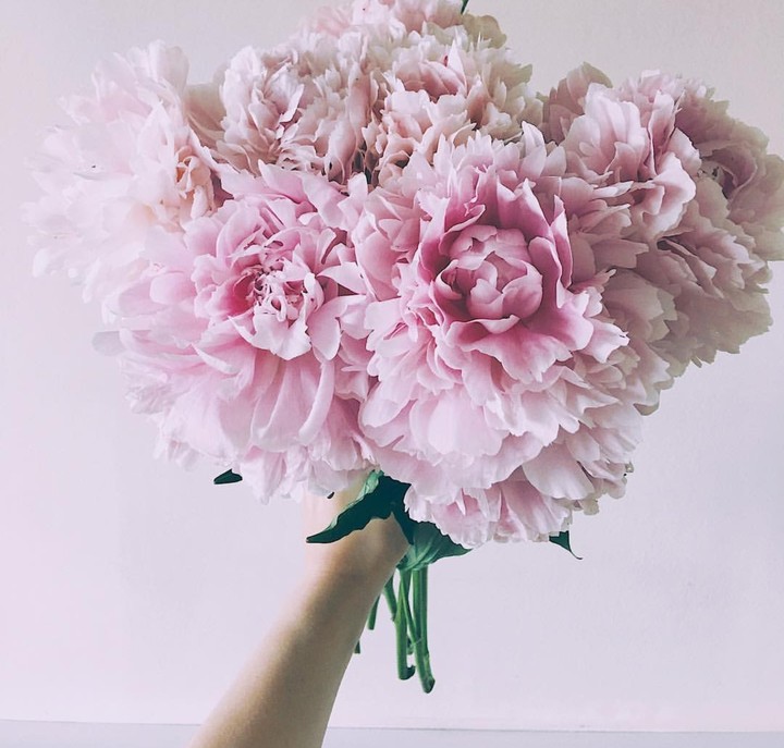 Pink Peony