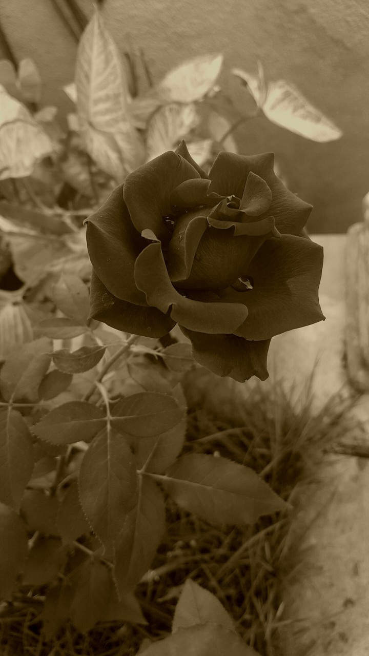 rose 2
