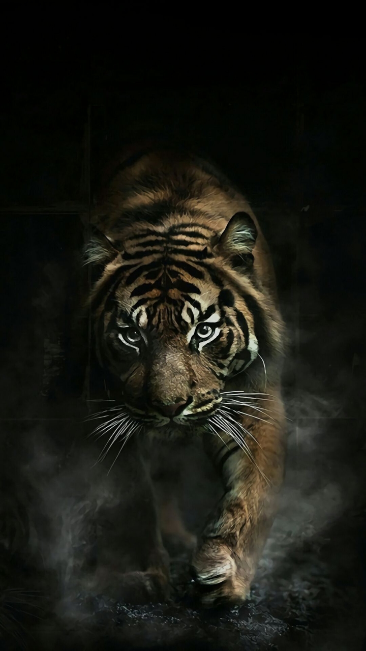 tijger