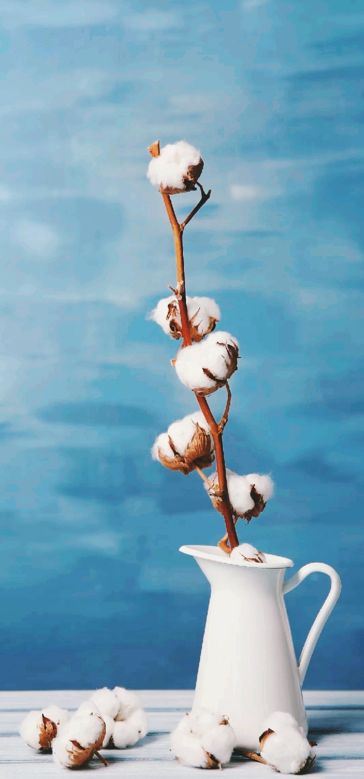 cotton flower