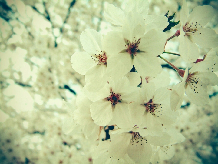 Fleurs blanches