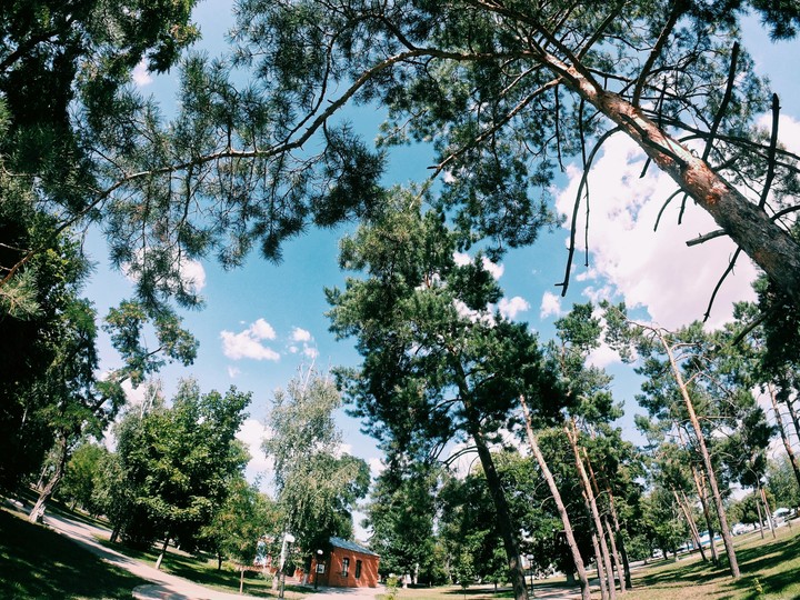 tree