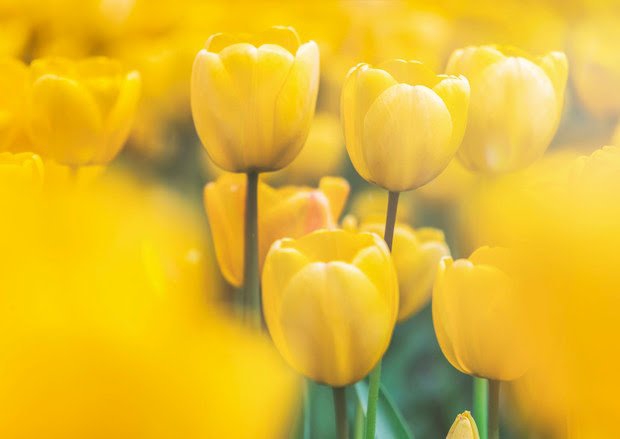 simplemente amarillo