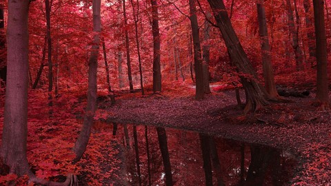 bosque rojizo