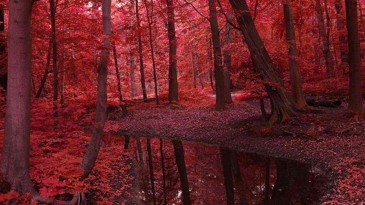 bosque rojizo