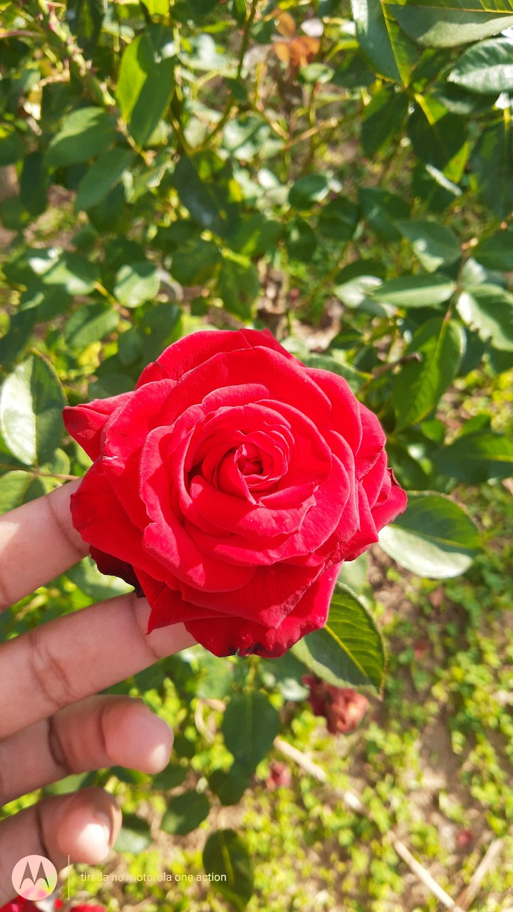 Rosa