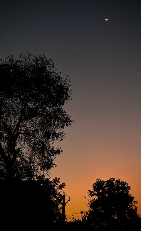 ταπετσαρίες tree, light