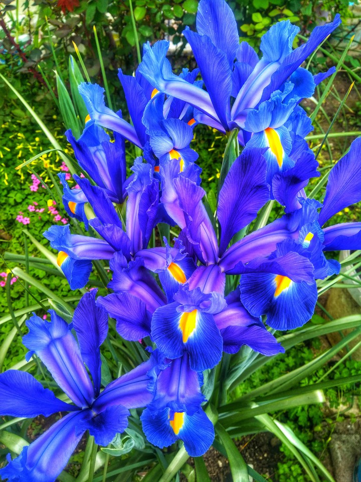 Spanish Iris