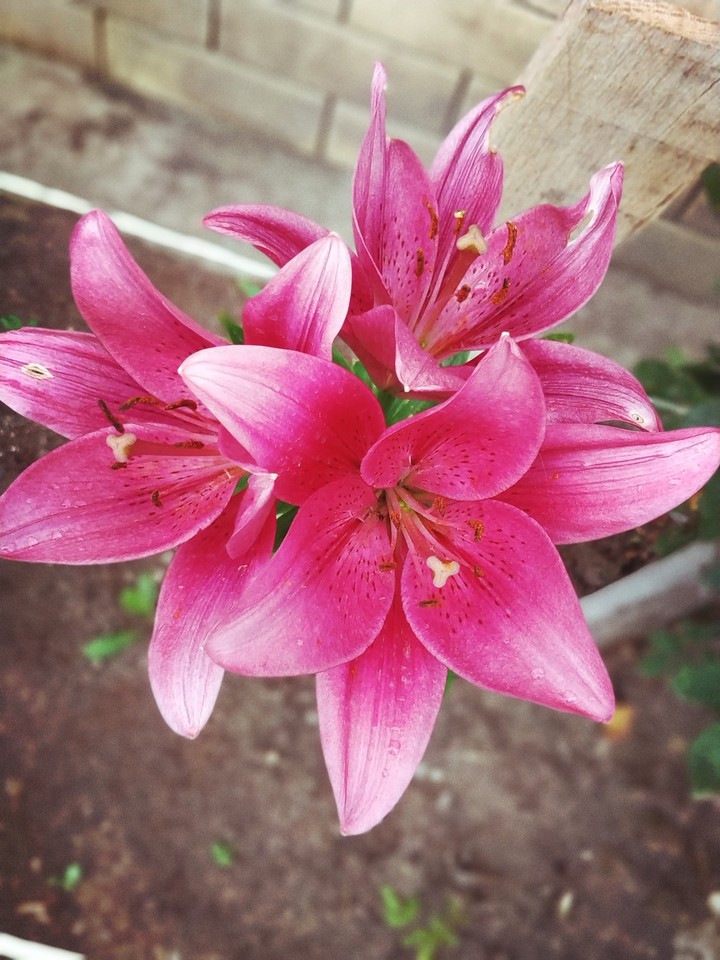 Flowers