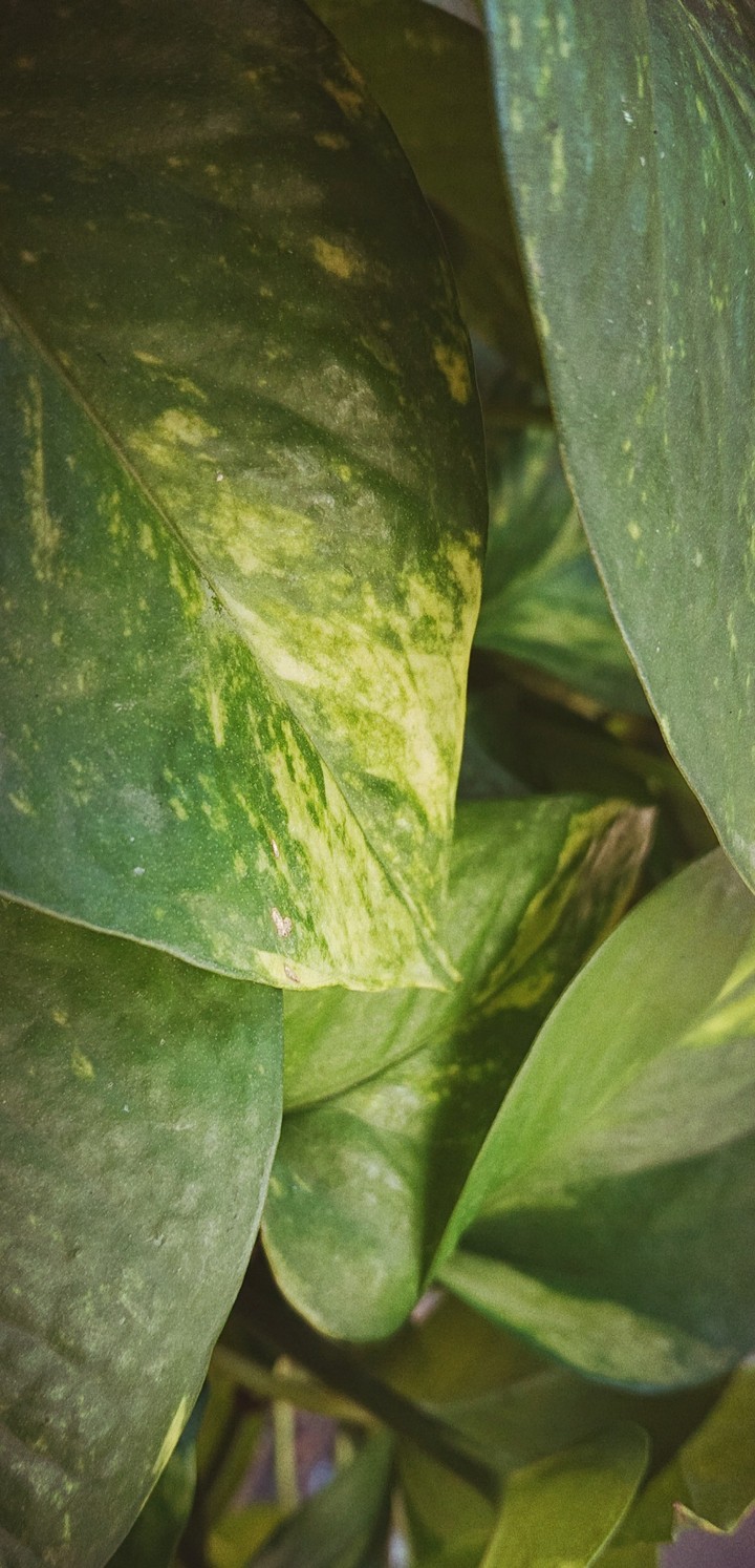 My garden
