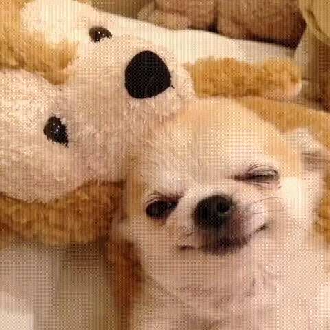 cute puppy