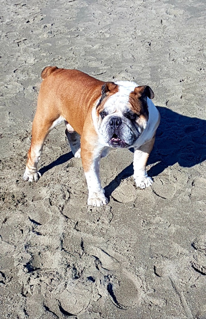 bulldog
