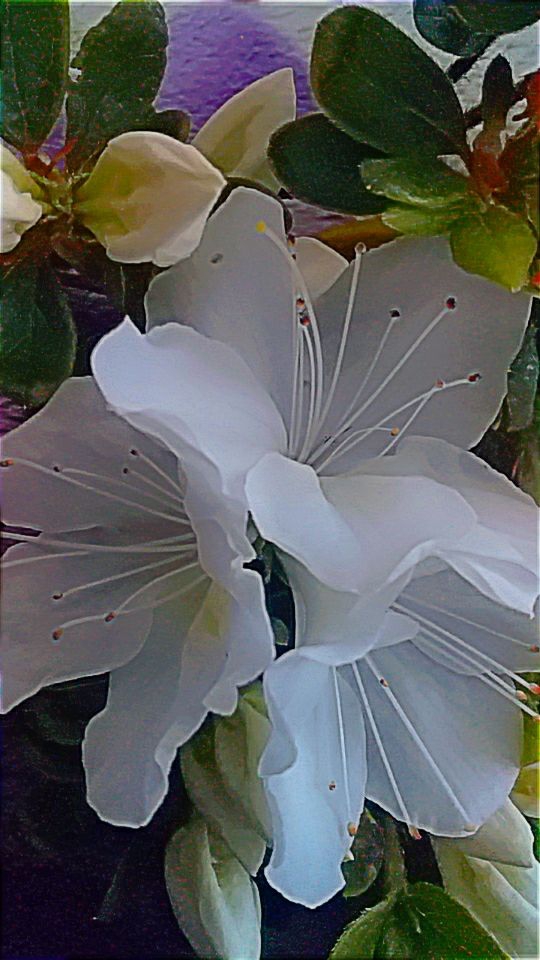 ?white flowers?