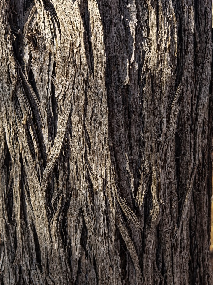 Tree bark