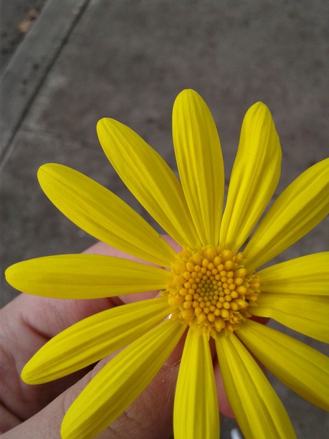 close up on flower