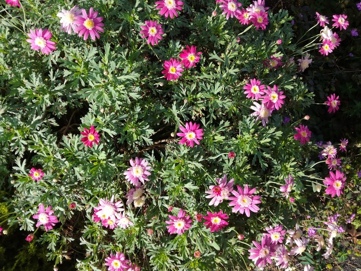 PUrple Flowers Just for you